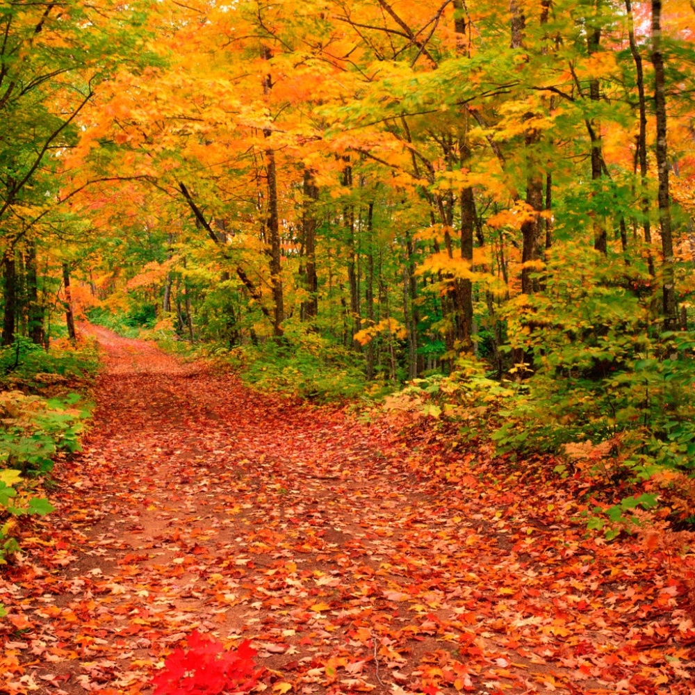 Meet your Posher, Charlie